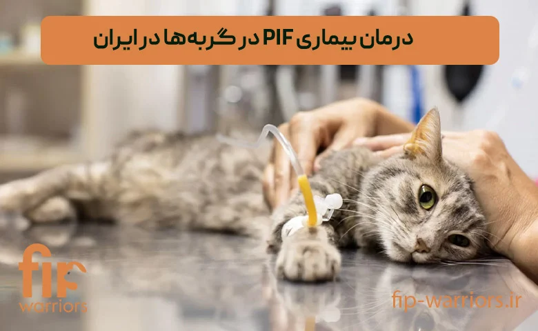 درمان تأثیر داروی GS-441524 بر درمان FIP گربهها: تجربههای موفق در ایران