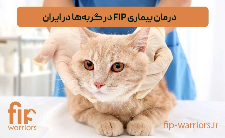 تأثیر داروی GS-441524 بر درمان FIP گربه‌ها: تجربه‌های موفق در ایران